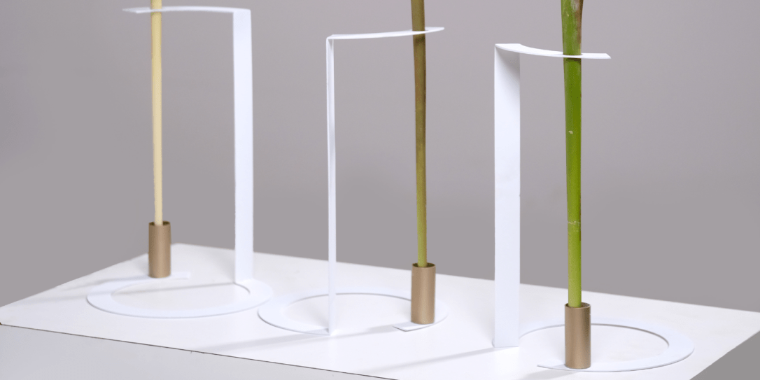 Série Palmas: Solitário